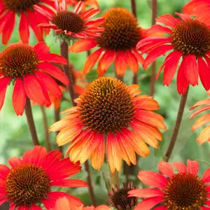 Echinacea 'SunMagic Orange'
